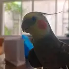 كروان هدد لعوب