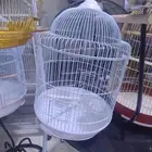 قفص كاسكو روز