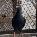 حظيرة حمام زاجل اسود للبيع