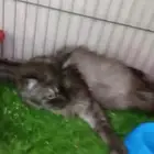 قطه شيرازيه للتبني