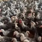 دجاج فيومي سوبر جامبو