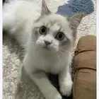 قط للتبني