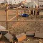 لقحه وضحى عليانيه ثنو