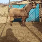 للبيع تيس فحل تم البيع