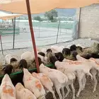 برابر وتيوس مرابي جمله