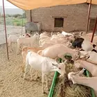برابر و تيوس مرابي شهرين و نصف