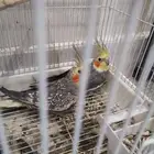 جوز طيور الكروان للبيع