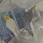 كروان للبيع