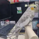 كروان اليف عمر شهر ونص