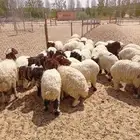 عدد 30-طليان ورخال جمله وتفريد