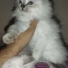 قطط هملايا صغار