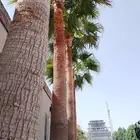 تركيب نخيل وقص اشجار بالرياض