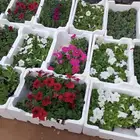 منسق حدائق الخرج
