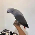 فرخ كاسكو اليف جدا