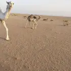 للبيع قعود طيب علي حليب أمه
