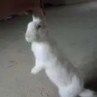 ارانب للبيع
