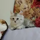 قطة للبيع