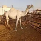 فحل رماني على التحليل ابو منتج ومعروف