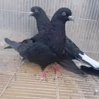 حمام قطيفي