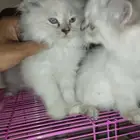 هملايا ميني فيس بيور عمر شهرين