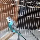 زوج طيور حب