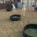 للبيع نعجه و ماعز بيشي