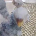 فرخ روز كروان