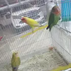 روز بغبان اليف