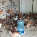 دجاحر فرنسي احمر