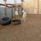 للبيع نعجه و ماعز بيشي