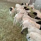 جملة المواشي.. وفر واربح مع مزارع ابو احمد