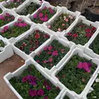 تنسيق حدائق بالقصيم