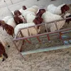 12 رخل معزوله -نظافه علف ومراح(( تم البيع ))