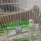 بادجي