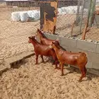 تيوس - 4 شهور وزياده - جمله وتفريد