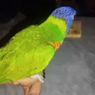 الوري أليف متكلم بسعر مناسب