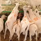 خصومات للتجار وأصحاب الملاحم.. وذبايحنا تتكلم عن نفسها