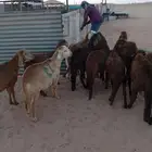 هرافي سواكني