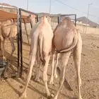 كل ما تحتاجه من قعدان وتيوس.. جملة وبأفضل خدمة