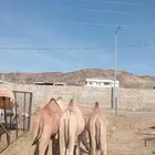 قعدان جمله بالجودة اللى تتمناها