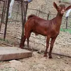 تيس مشروع فحل ادهم