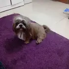 بيع كلب مالتيز