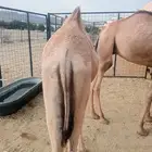 5روس قعدان جملة او تفريد