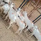 تيوس صوماليه للبيع جدعان تنيان جمله وتفريد