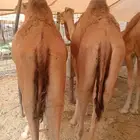 قعدان تربيه للمناسبات والزواجات لحم يبيض الوجهه