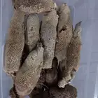 عسل بري حر اليوم وامس جديد الكيلو ب100