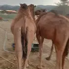 للملاحم اللي تدور على التميز.. عندنا الحل