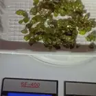 احجار الزبرجد النقي
