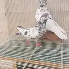 حمام باكستاني