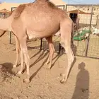 للبيع قعدان صوماليه جمله